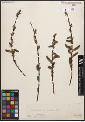 Foto von Salix cinerea L.